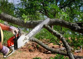 Trusted Grass Lake, MI Tree Removal Experts